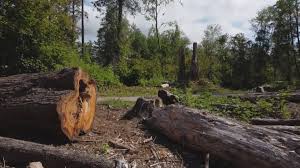 Best Tree Preservation Services  in Fitzgerald, GA