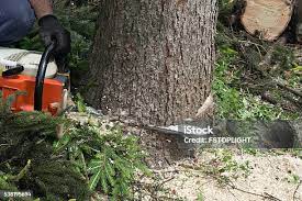 Trusted Fitzgerald, GA Tree Care Experts