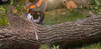 Lawn Maintenance Plans in Fitzgerald, GA