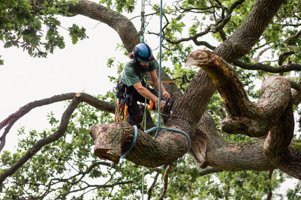  Fitzgerald, GA Tree Care Pros