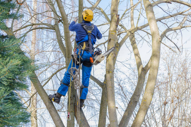 Best Utility Line Clearance  in Fitzgerald, GA