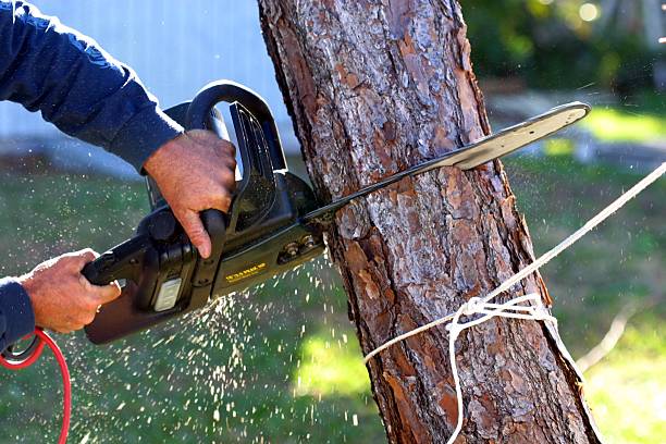 Best Arborist Consultation Services  in Fitzgerald, GA