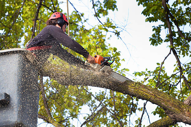 How Our Tree Care Process Works  in  Fitzgerald, GA