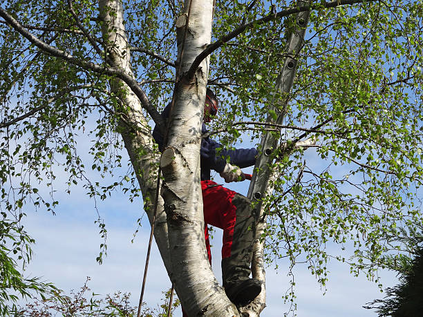 Best Tree Health Inspection  in Fitzgerald, GA