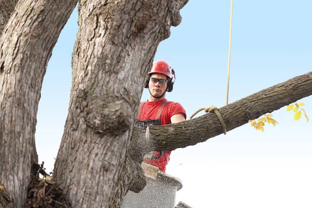 Best Stump Grinding and Removal  in Fitzgerald, GA